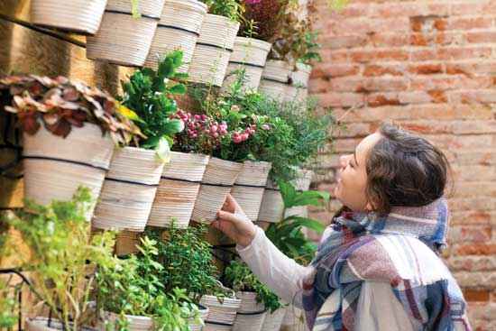 If you're an herbalist, choose houseplants that will play important functions in your medicinal practice.